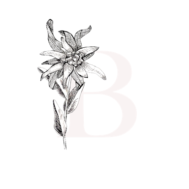 Buchsteiner Photography logo