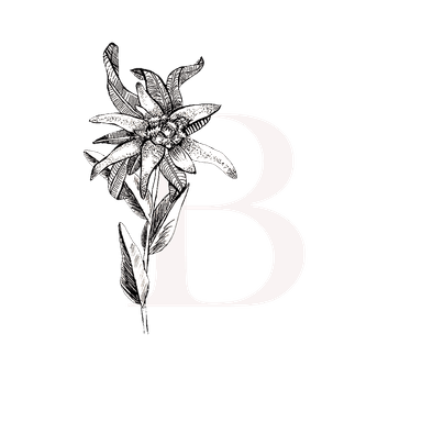 Buchsteiner Photography logo